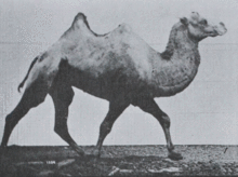 220px-Muybridge_Camel_Racking