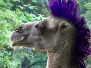 Kammel