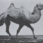 220px-Muybridge_Camel_Racking